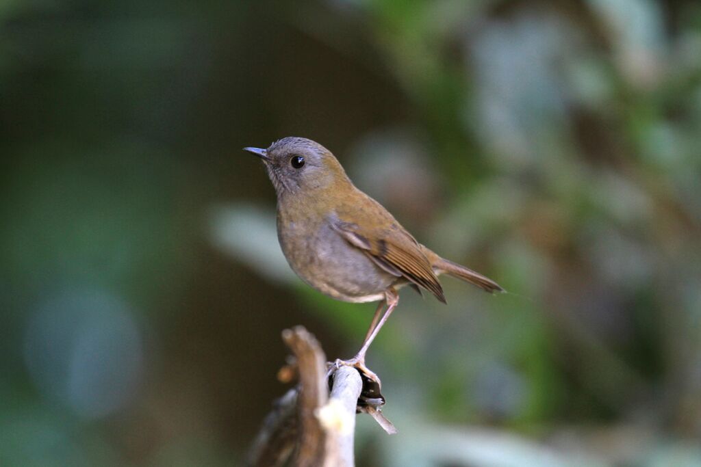 Black-billed Nightingale-Thrush