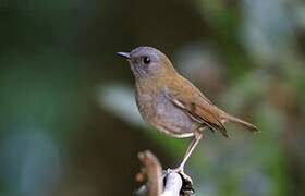 Black-billed Nightingale-Thrush