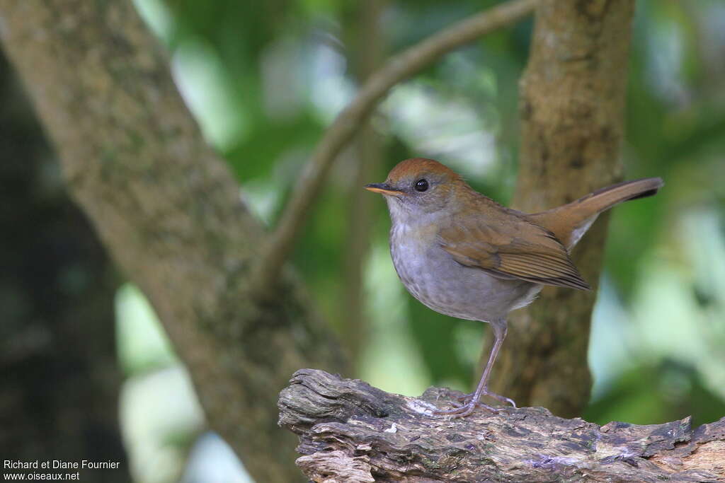 Ruddy-capped Nightingale-Thrushadult, identification