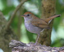 Ruddy-capped Nightingale-Thrush