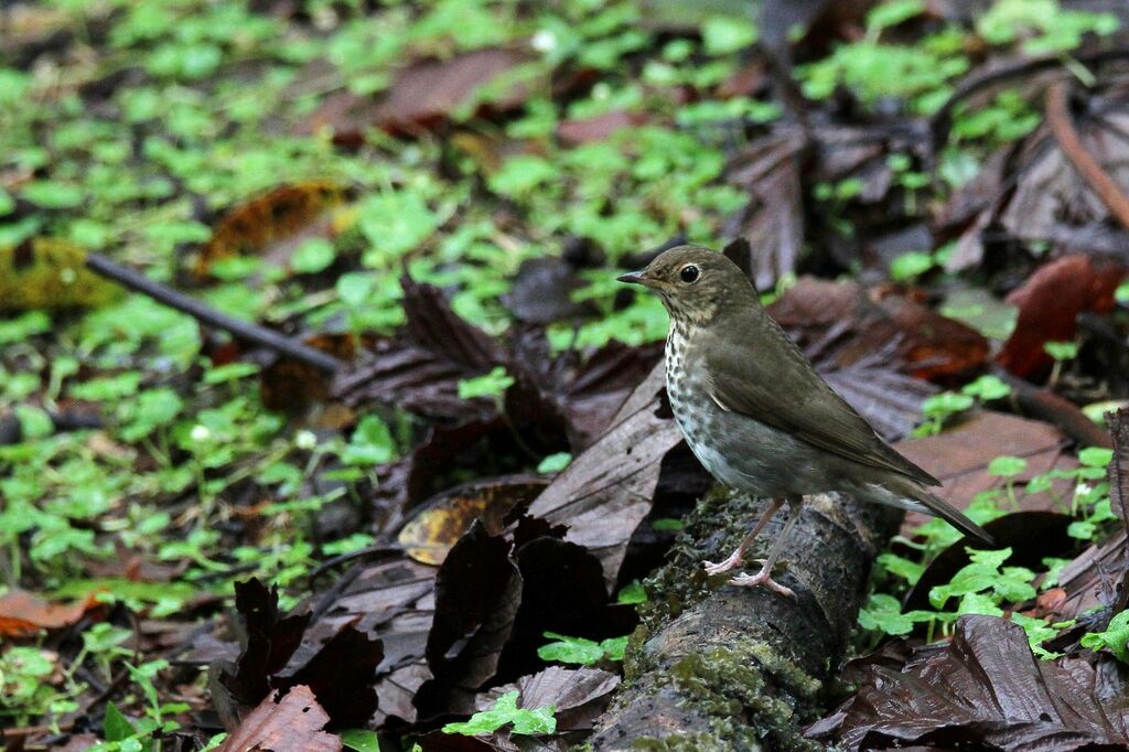 Swainson's Thrush