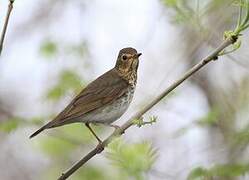 Swainson's Thrush