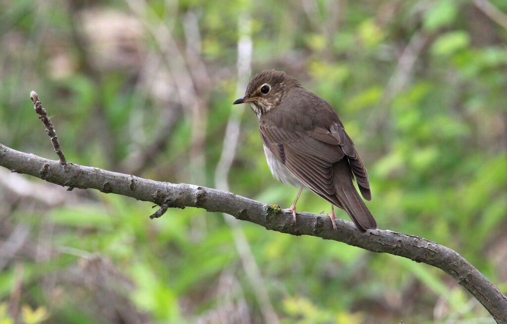 Swainson's Thrush