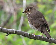 Swainson's Thrush