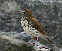 Wood Thrush