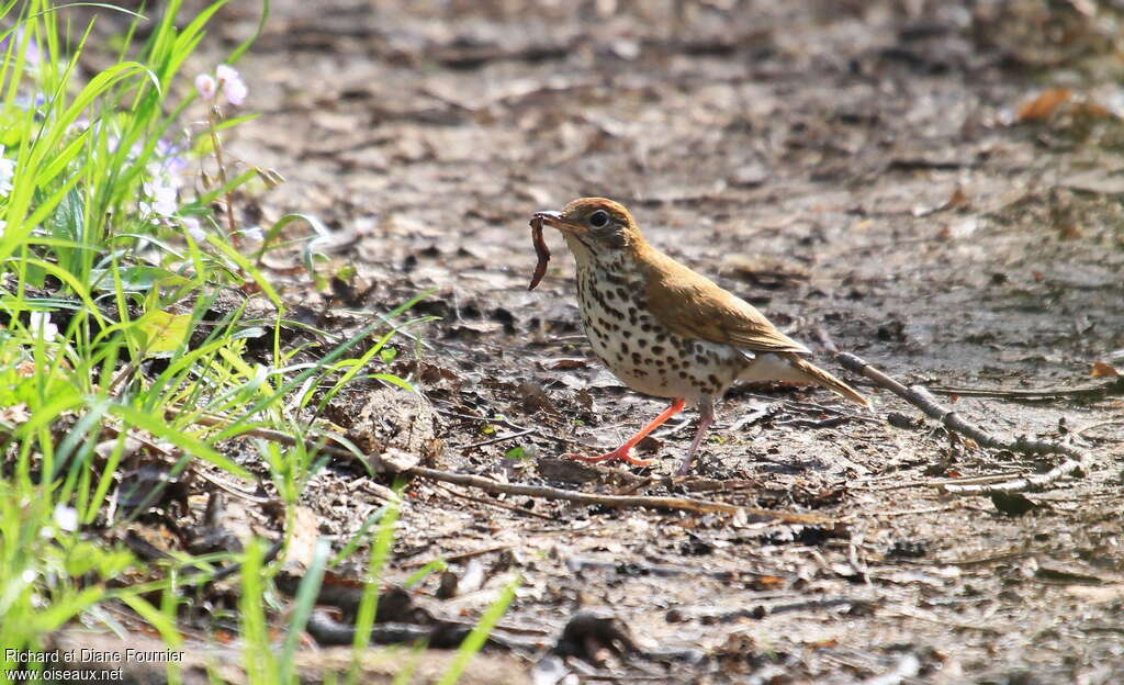 Wood Thrushadult, feeding habits