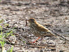 Wood Thrush