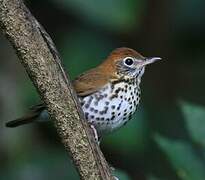 Wood Thrush