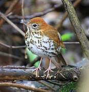 Wood Thrush