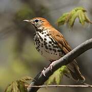 Wood Thrush