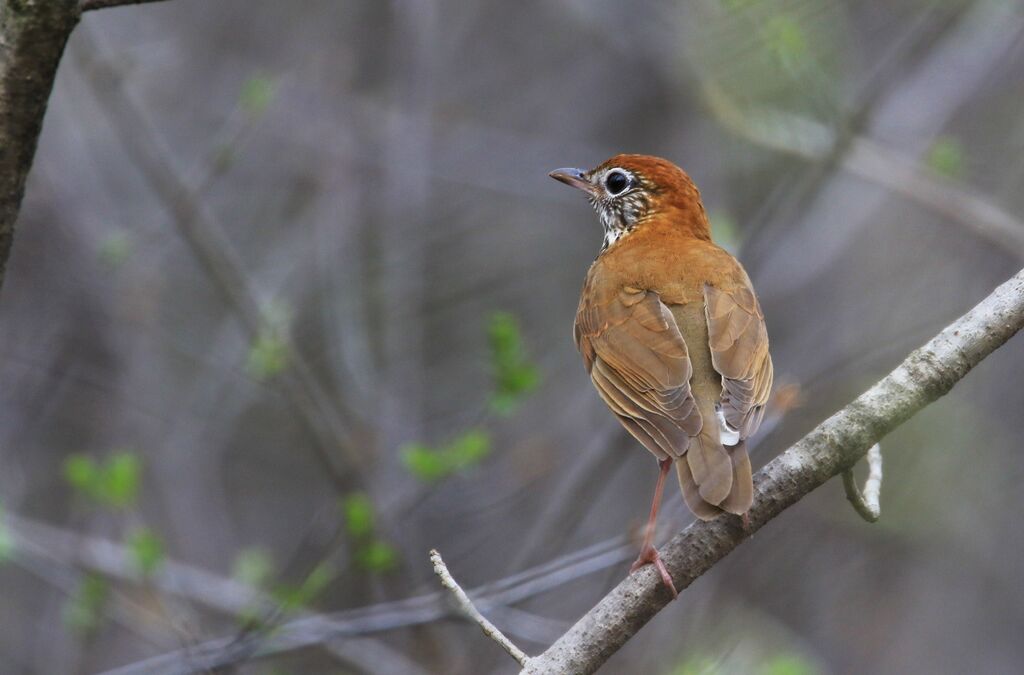 Wood Thrush