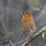 Wood Thrush