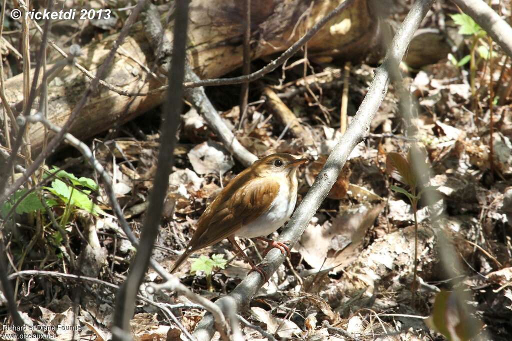 Veeryadult, habitat, camouflage, pigmentation