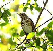 Hermit Thrush