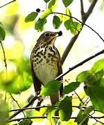 Hermit Thrush