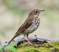 Hermit Thrush