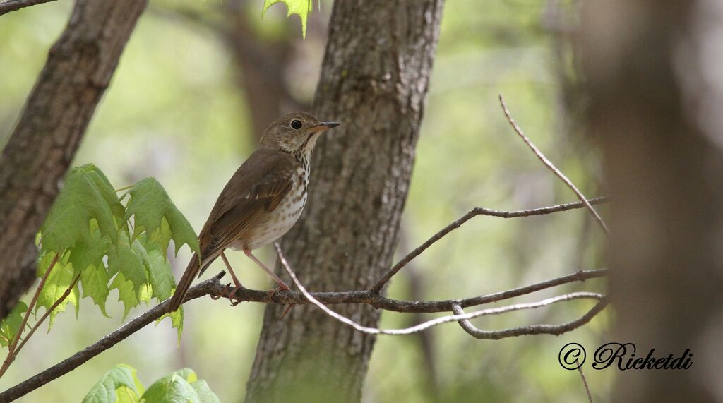 Hermit Thrush