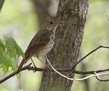 Hermit Thrush