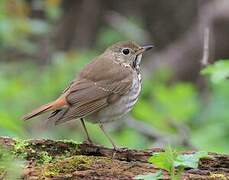 Hermit Thrush