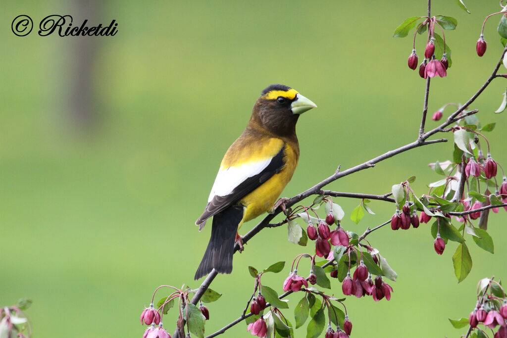 Evening Grosbeak male