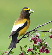 Evening Grosbeak