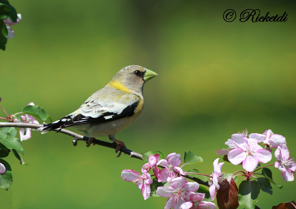 Evening Grosbeak female