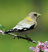 Evening Grosbeak