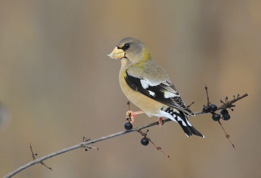 Evening Grosbeak