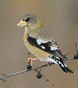 Evening Grosbeak