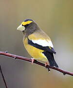 Evening Grosbeak