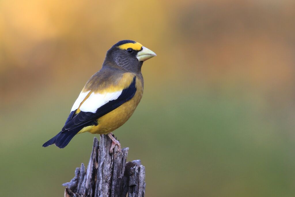 Evening Grosbeak male