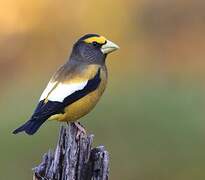 Evening Grosbeak