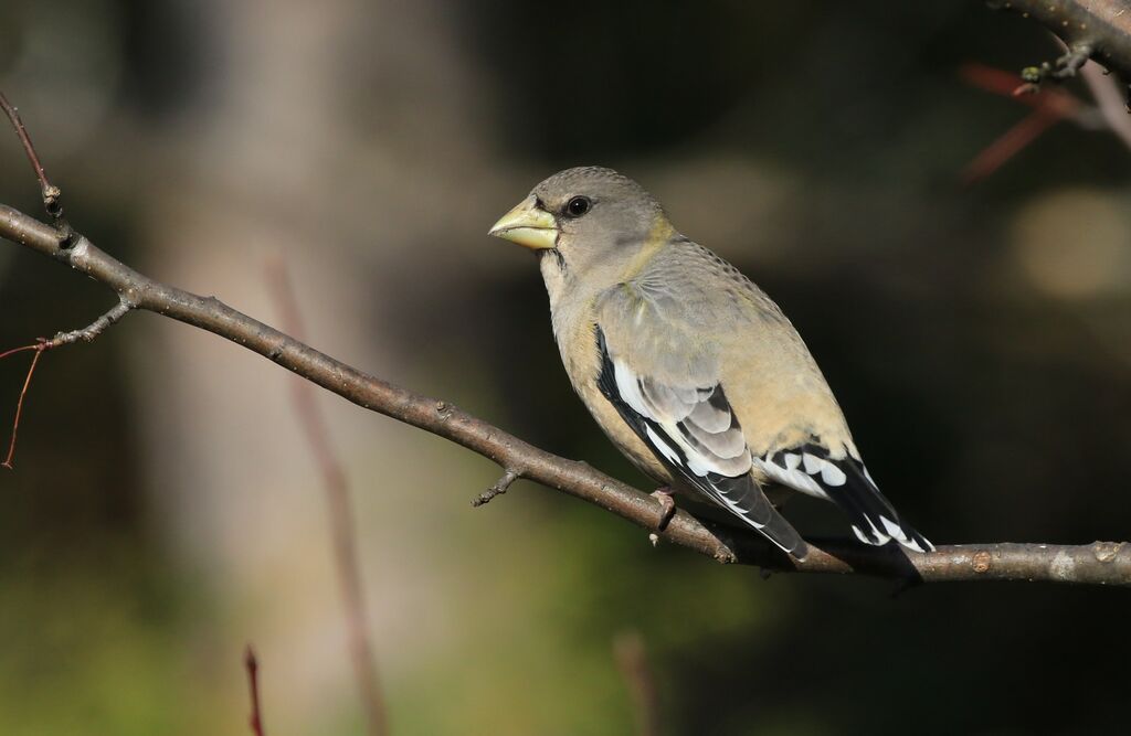 Evening Grosbeak female