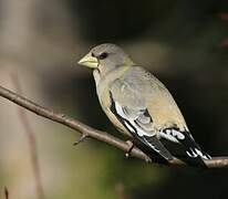 Evening Grosbeak