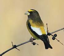 Evening Grosbeak