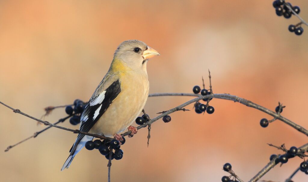 Evening Grosbeak female