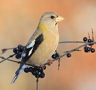 Evening Grosbeak