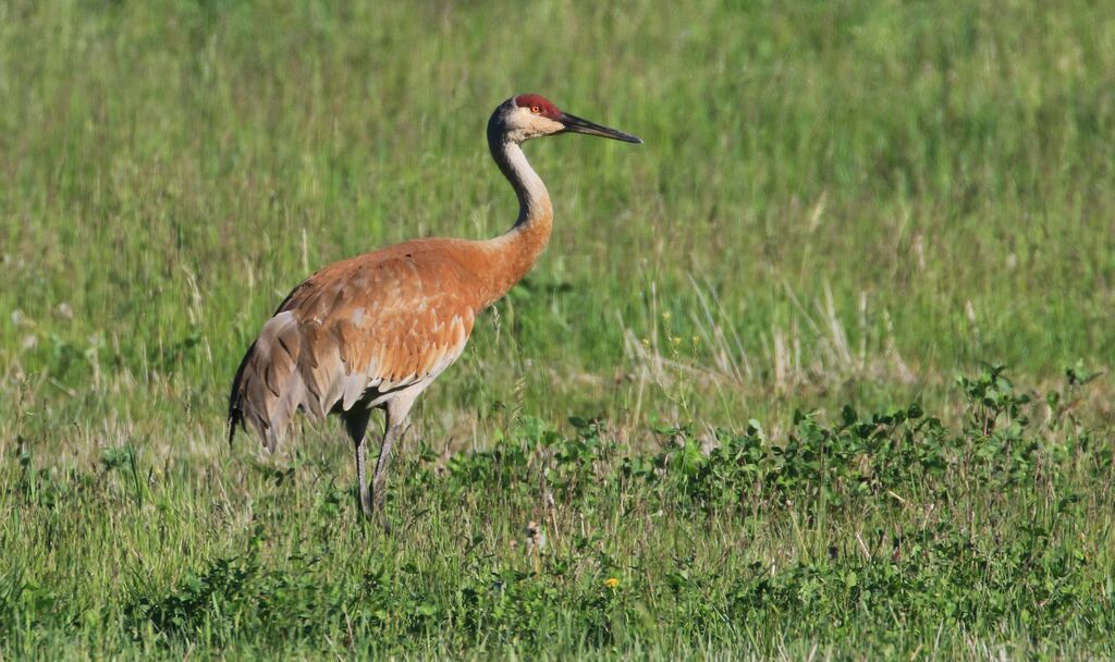 Sandhill Crane