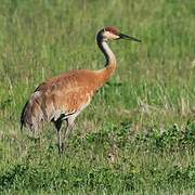 Sandhill Crane