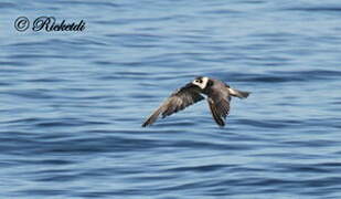 Black Tern