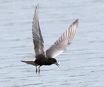 Black Tern