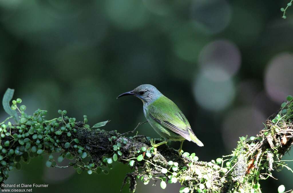 Shining Honeycreeper female adult