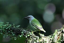 Shining Honeycreeper