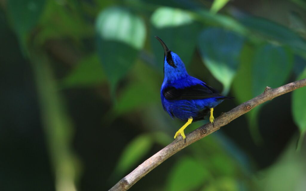 Shining Honeycreeper male