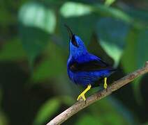 Shining Honeycreeper