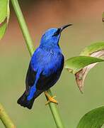 Shining Honeycreeper