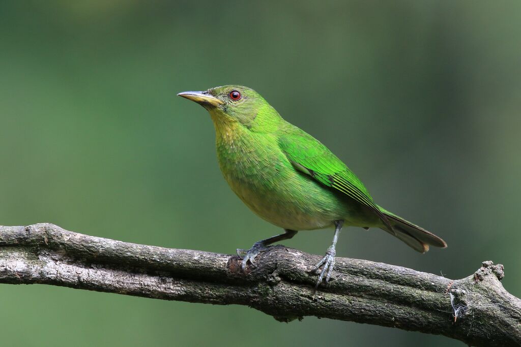 Green Honeycreeper female