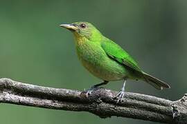 Green Honeycreeper