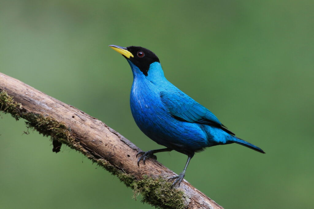 Green Honeycreeper male