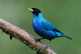 Green Honeycreeper